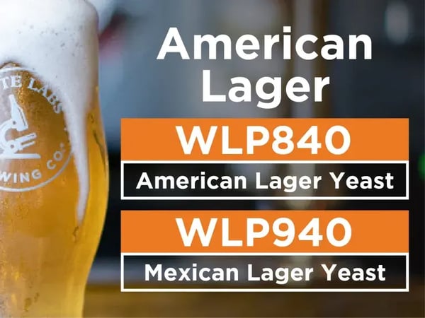 American Lager 