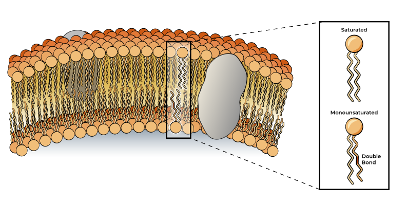 Cell Membrane