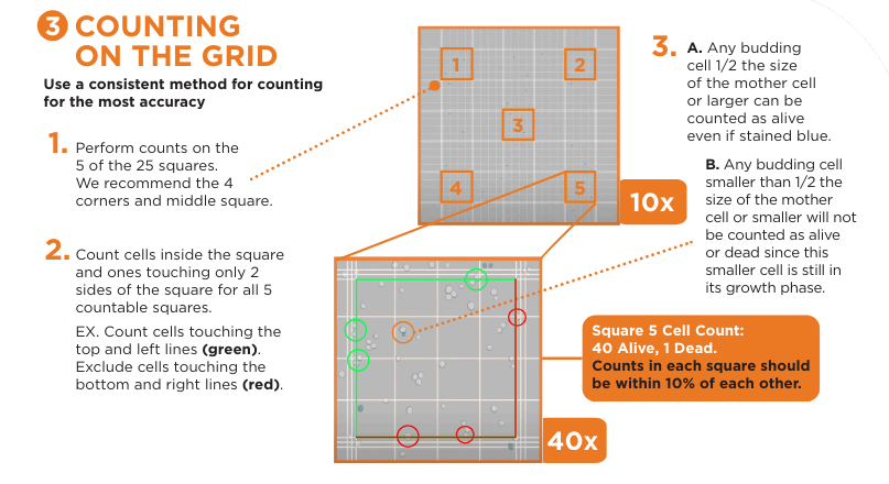 Counting on a grid