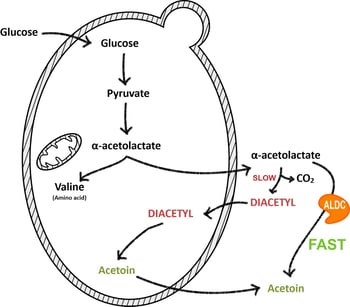 Diacetyl Metabolism1
