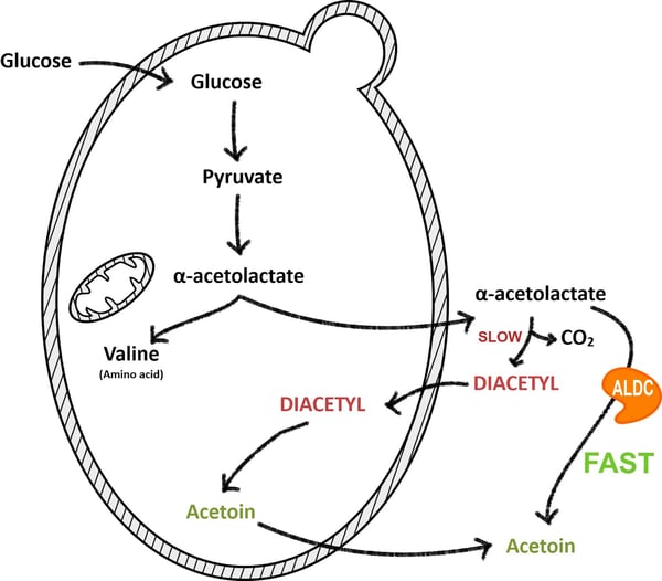 Diactyl Metabolism1