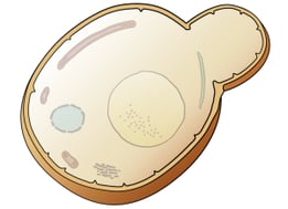 Nitrogen Requirements for Yeast