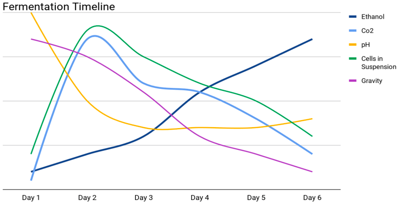 Fermentation Timeline