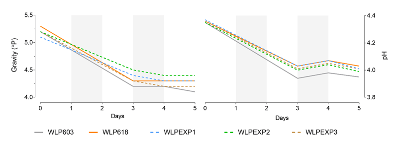 Figure 3. Maltose negative strains in low gravity wort at 20C