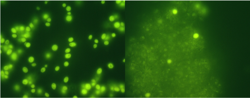 Green Servomyces Pics