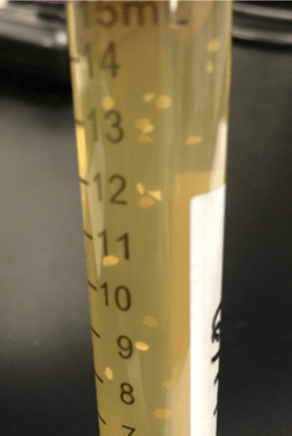 Hsu’s Lactobacillus & Pediococcus Medium (HLP)