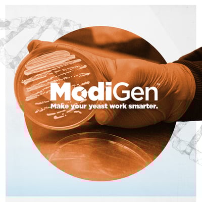 Featured image: Introducing ModiGen™D Series Yeast Strains