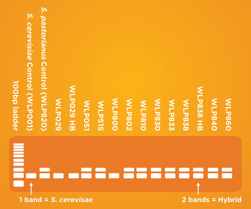 PCR Ale vs Lager