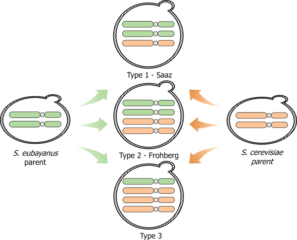 Schematic of Lager Hybridization