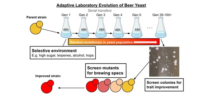 WL_Suava_Evolution_Yeast_Diagram_01