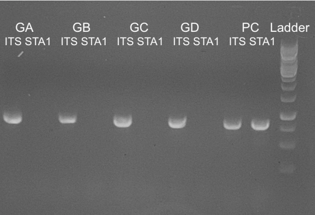 WLP548 PCR