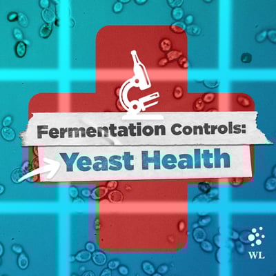 Featured image: Fermentation Controls: Yeast Health