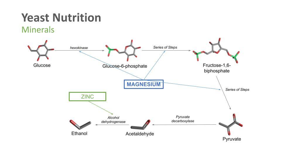 YE 2022 - Yeast Metabolism and Fermentation Control