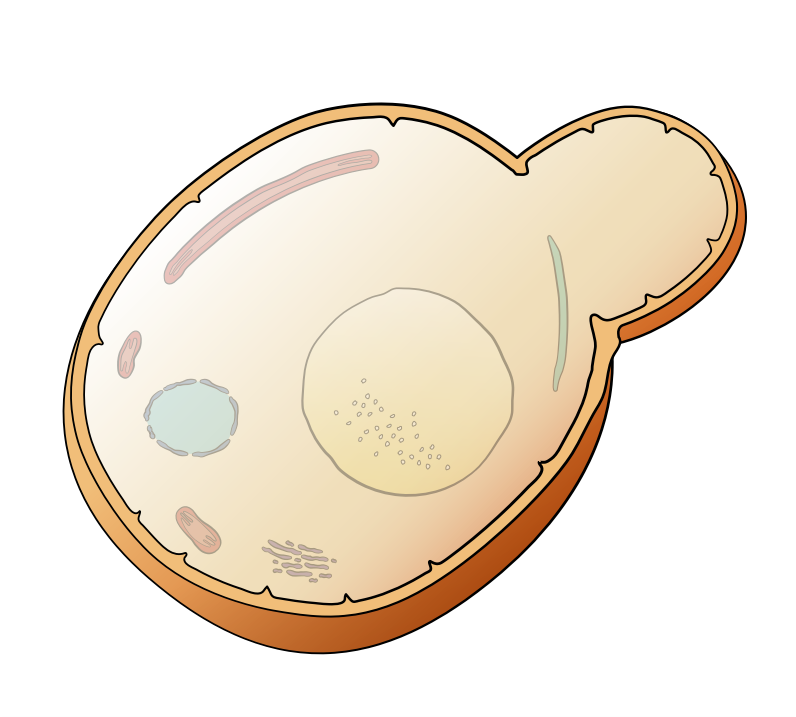 Yeast Cell