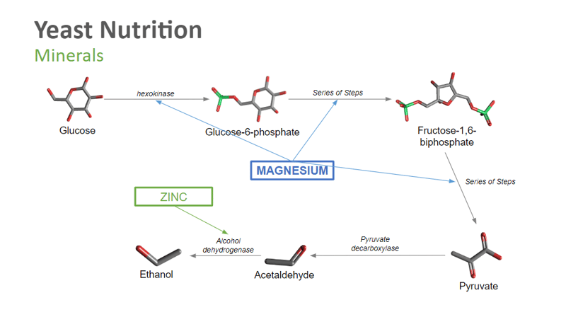 Yeast Nutrition