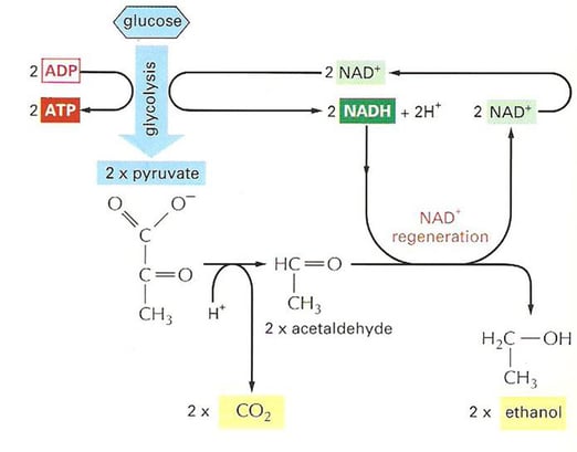 glycolysis metabolic pathway