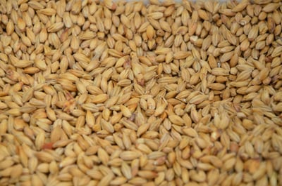 Malt