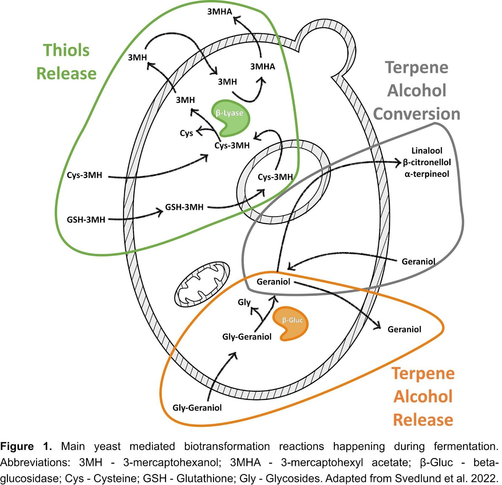 Biotransformation: A Legitimately Exciting Beer Trend