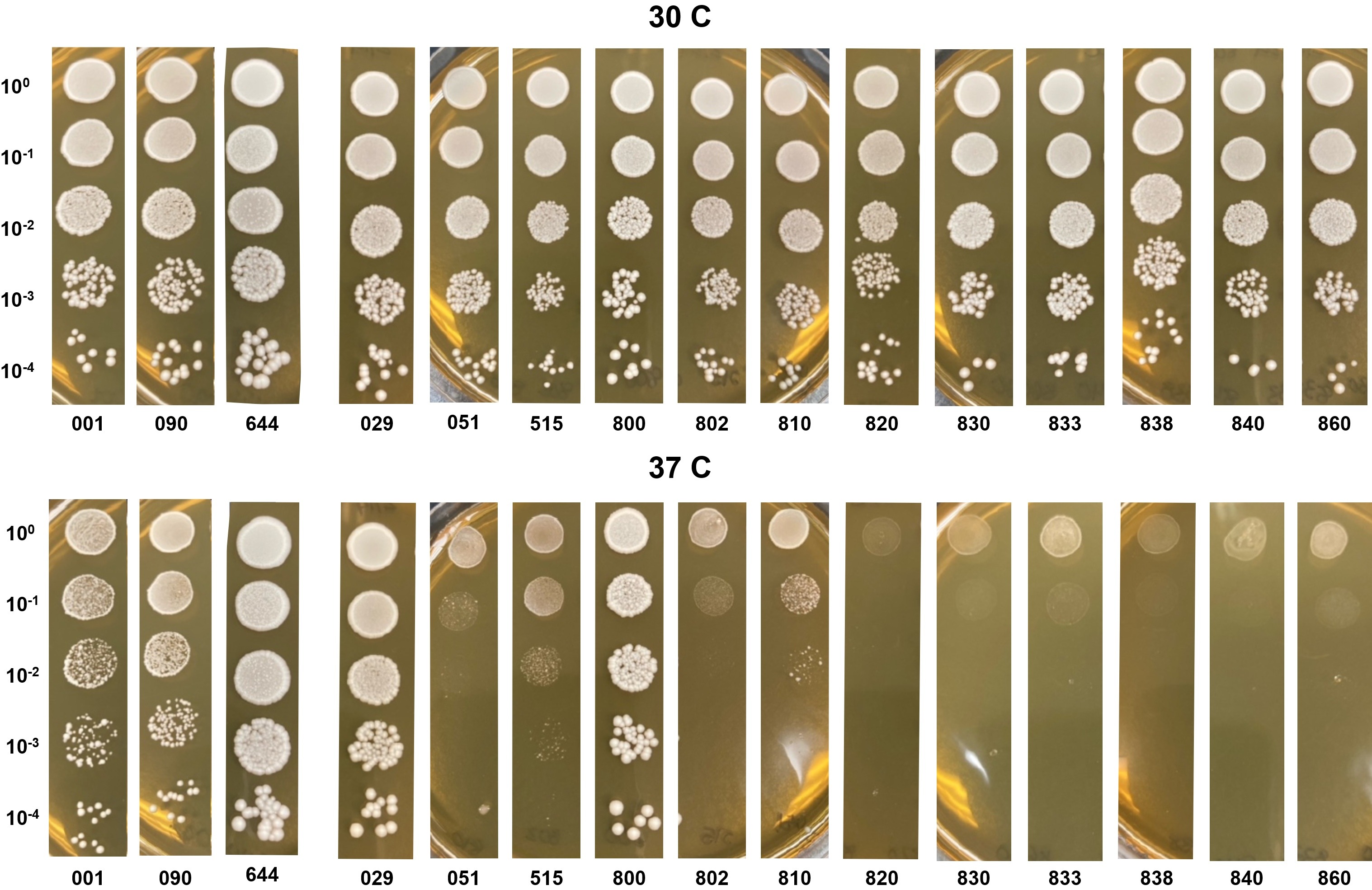 Identifying Lager vs Ale Strains